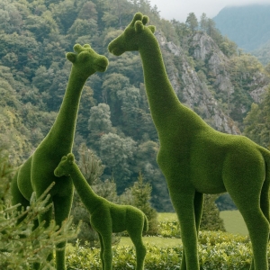 Three Giraffe TOPIARY in dubai