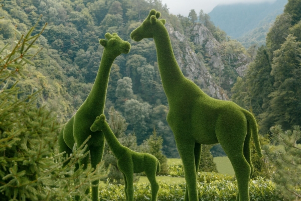 Three Giraffe TOPIARY in dubai